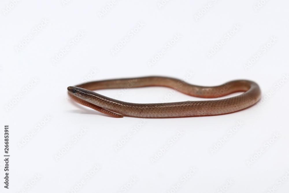 Flat-headed Snake (Tantilla gracilis) Flat-headed Snake (Tantilla gracilis)