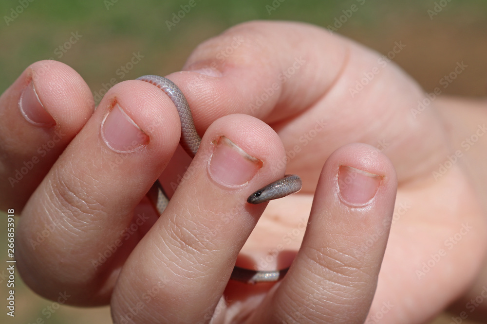 Flat-headed Snake (Tantilla gracilis) Flat-headed Snake (Tantilla gracilis)