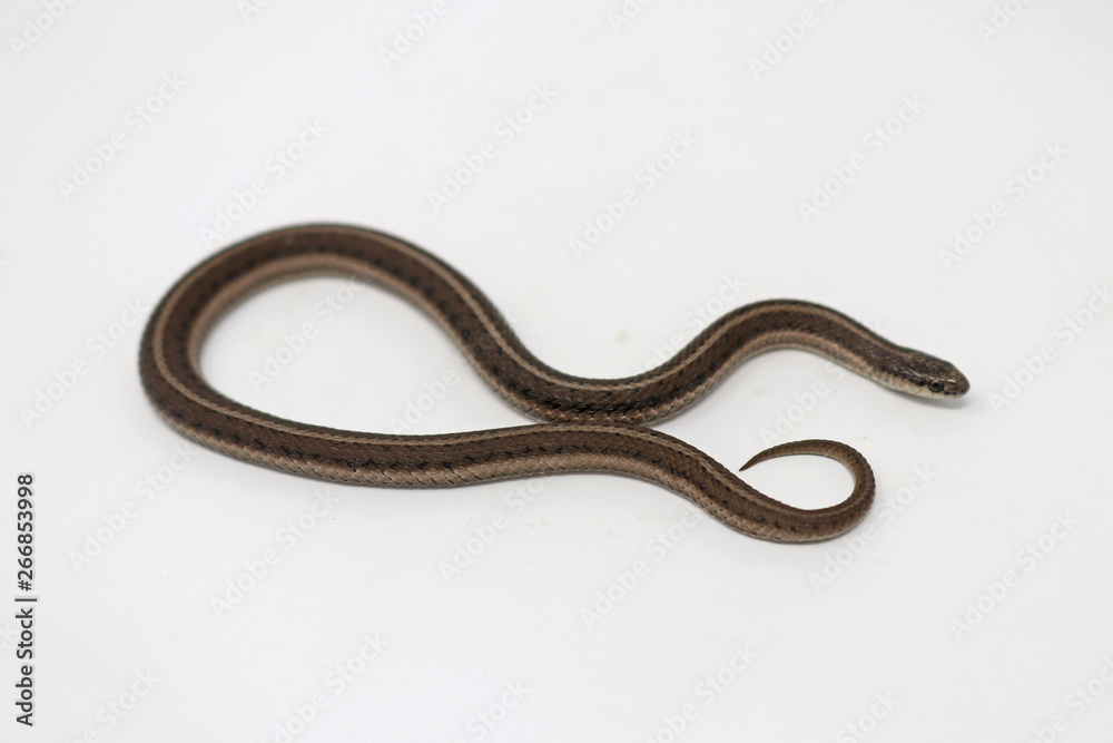 Lined Snake (Tropidoclonion lineatum) Lined Snake (Tropidoclonion lineatum)