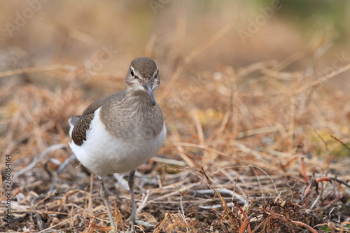 イソシギ　チドリ目シギ科イソシギ属