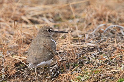 イソシギ　チドリ目シギ科イソシギ属