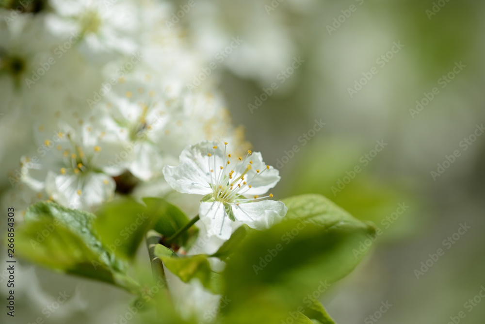 Beautiful white cherry tree flowers close up on a springtime Beautiful white cherry tree flowers close up on a springtime