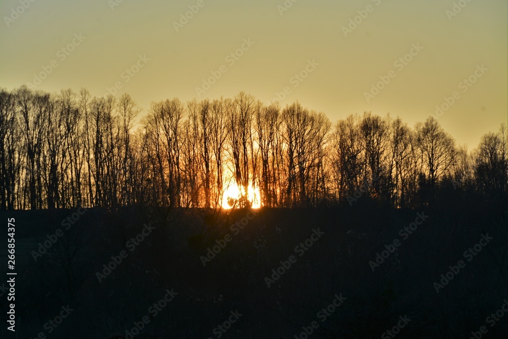 sunset among the trees in the forest