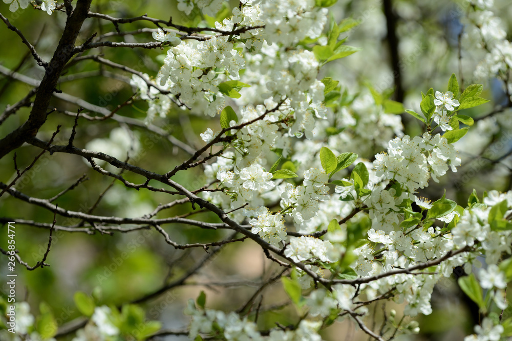 Beautiful blossoming cherry tree on a bright spring day