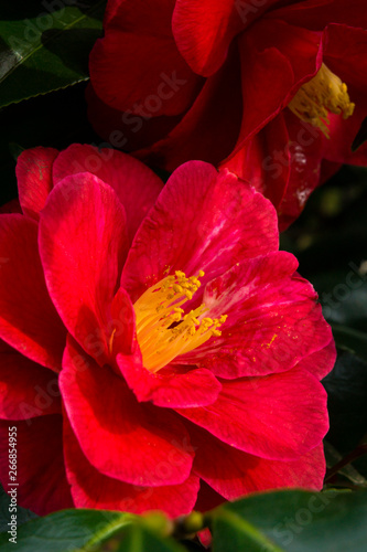 blossom[japanese_camellia]48
