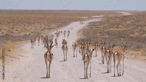 Springbok gazelle antelope walk along a dirt road and across the African savannah in Etosha National Park, Namibia.