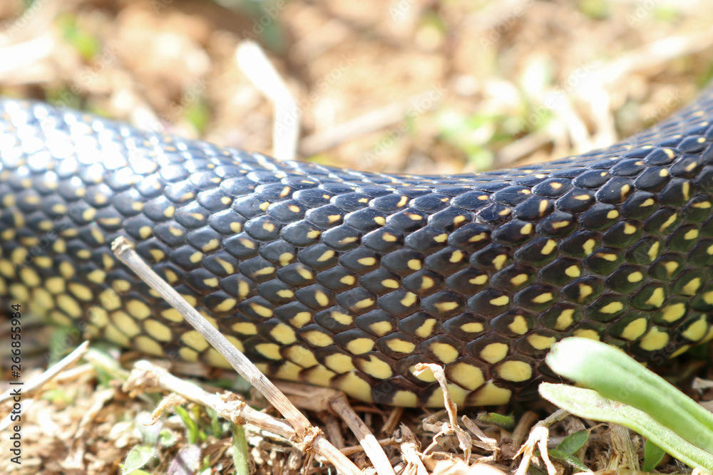 Obraz premium Speckled Kingsnake (Lampropeltis holbrooki) formerly (Lampropeltis getula holbrooki)Lampropeltis g