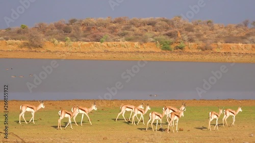 Springbok gazelle antelope walk near a watering hole in Erindi Park, Namibia.
