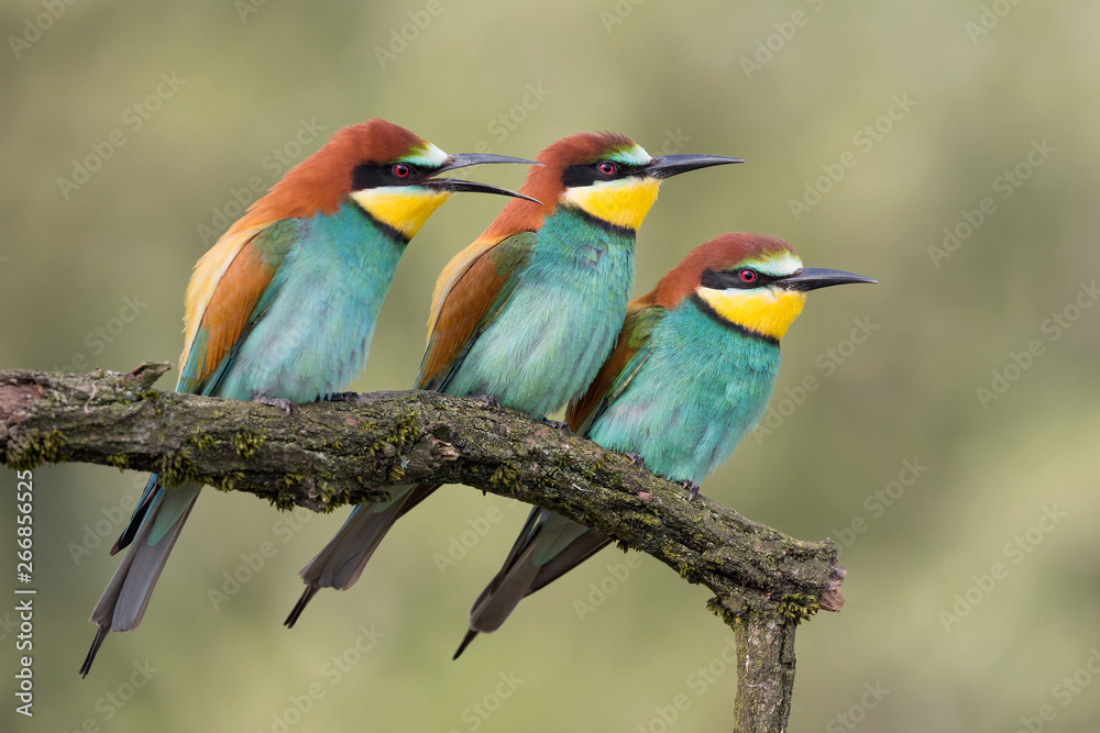 Portrait of three bee eaters (Merops apiaster)