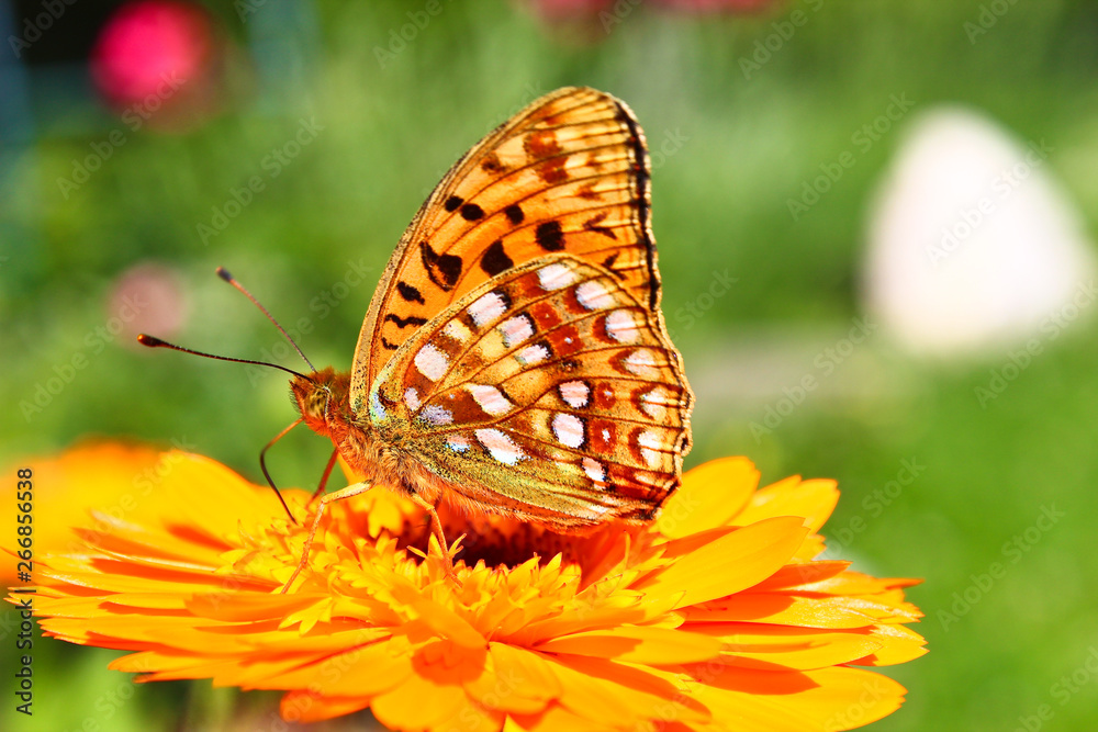 Obraz premium Schmetterling