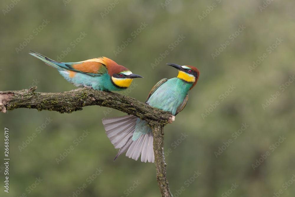 Fototapeta premium Struggle between European bee eaters (Merops apiaster)