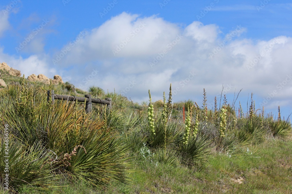 Kansas Yuccas on a hill side with a fence,blue sky and clouds.