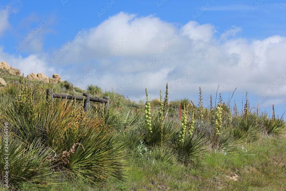 Kansas Yuccas on a hill side with a fence,blue sky and clouds. Kansas Yuccas on a hill side with a fence,blue sky and clouds.