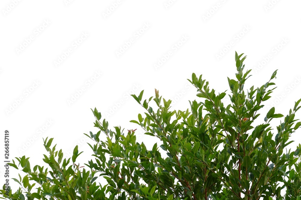 Tropical tree leaves with branches on white isolated background for green foliage backdrop 