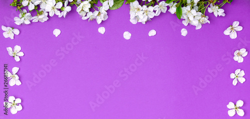 Spring floral background. A branch of blossoming cherry on a lilac background. Flat Lay, Copy space