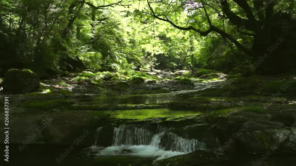 新緑の菊池渓谷 新緑の菊池渓谷
