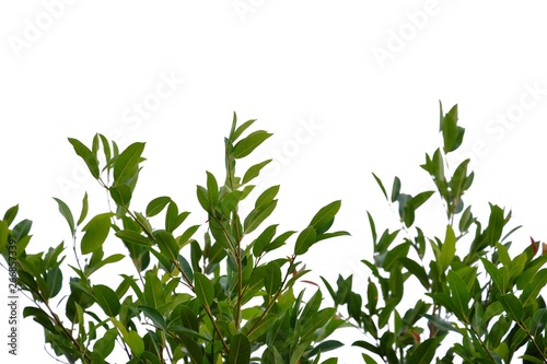 Tree leaves top view on white isolated background for green foliage backdrop 