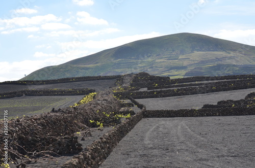 Vigneto a Lanzarote Canarie