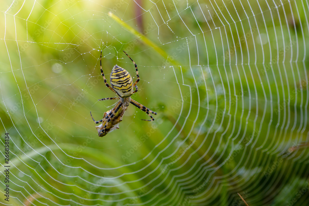Female of the spider-wasp sits in cobweb with its prey Female of the spider-wasp sits in cobweb with its prey