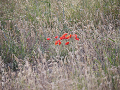 poppy in the grass
