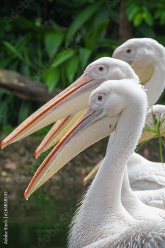 Group of white pelicans waiting to be fed in zoo