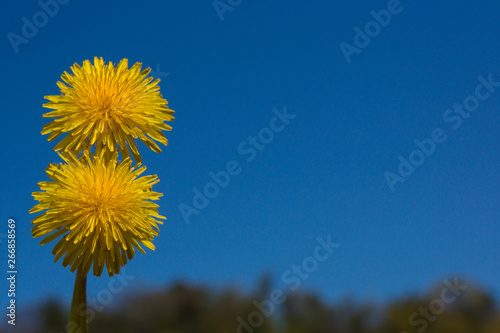 dandelion031