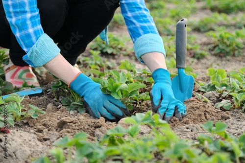 Spring garden  hands of woman in gloves with garden tools plant strawberry bushes in soil