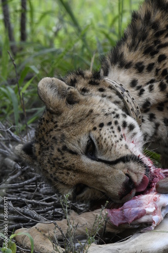 Guépard en chasse © Sebastien Barrio