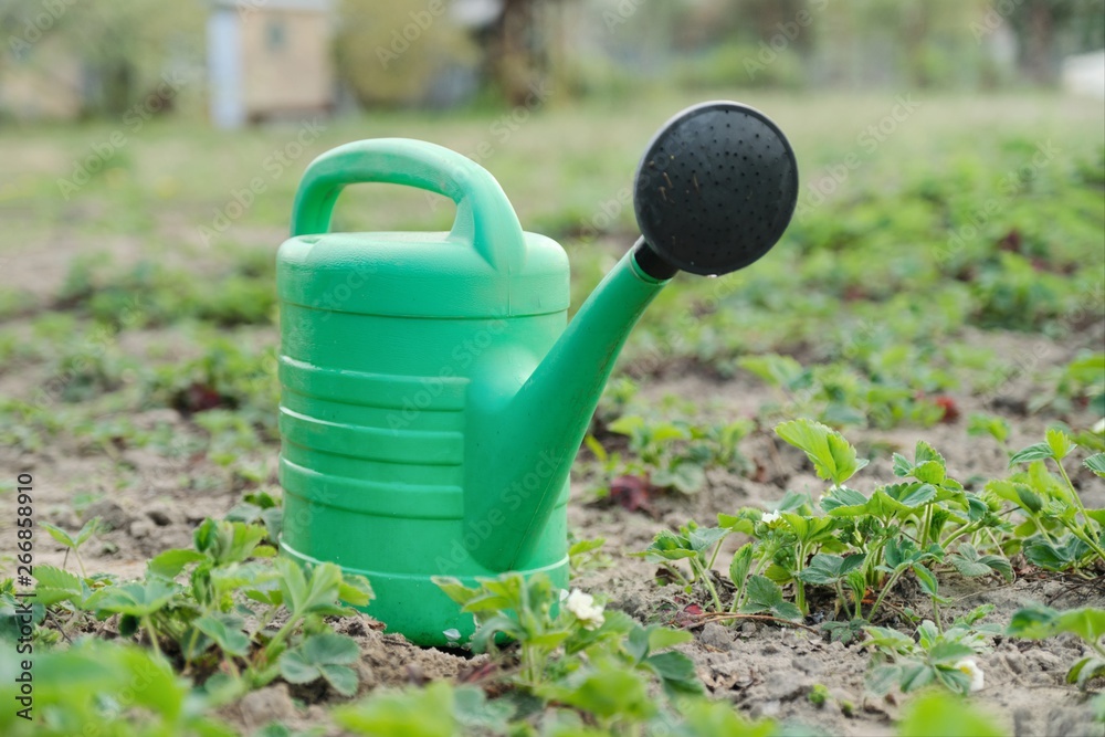 Garden watering can close up, background of young spring strawberry bushes growing in garden Garden watering can close up, background of young spring strawberry bushes growing in garden