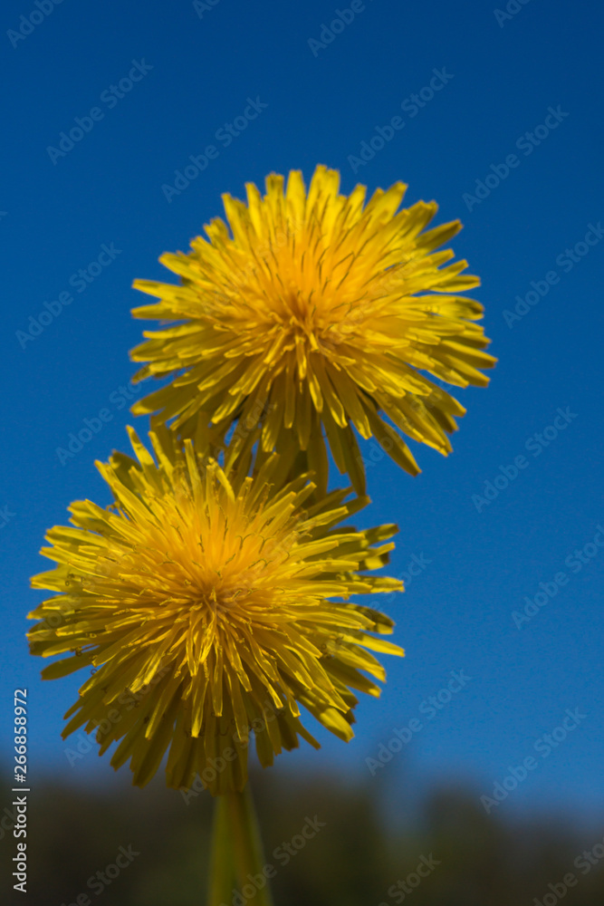 dandelion061 dandelion061
