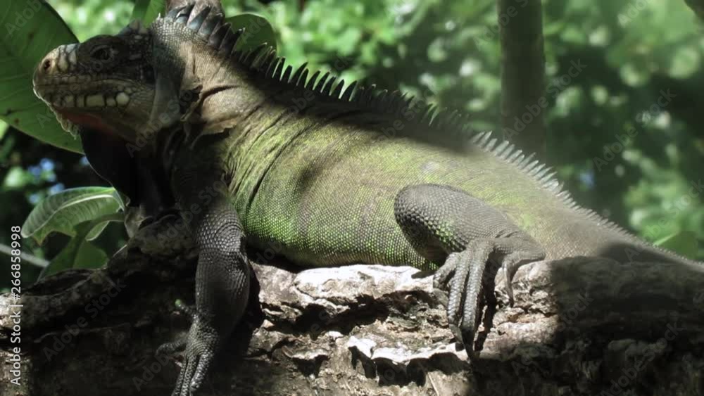 Iguana sits in tree, skin shred, new skin Iguana sits in tree, skin shred, new skin