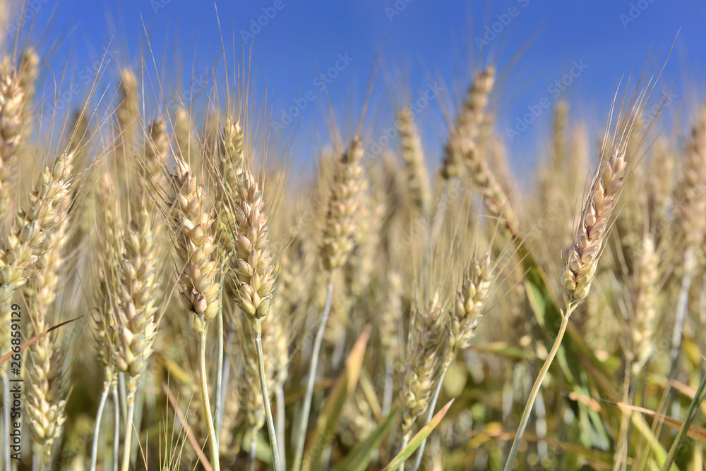 close on ripe golden wheat growing in a field under bleu sky