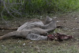 Vautour sur une carcasse de grand koudou