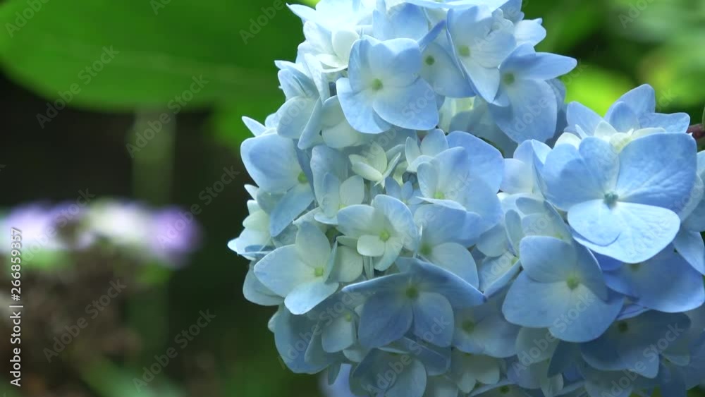 水色の紫陽花 / Light blue hydrangea flower, 4K 水色の紫陽花 / Light blue hydrangea flower, 4K