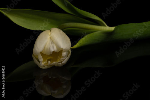 Single White Tulip Flower Reflecting on Black Background
