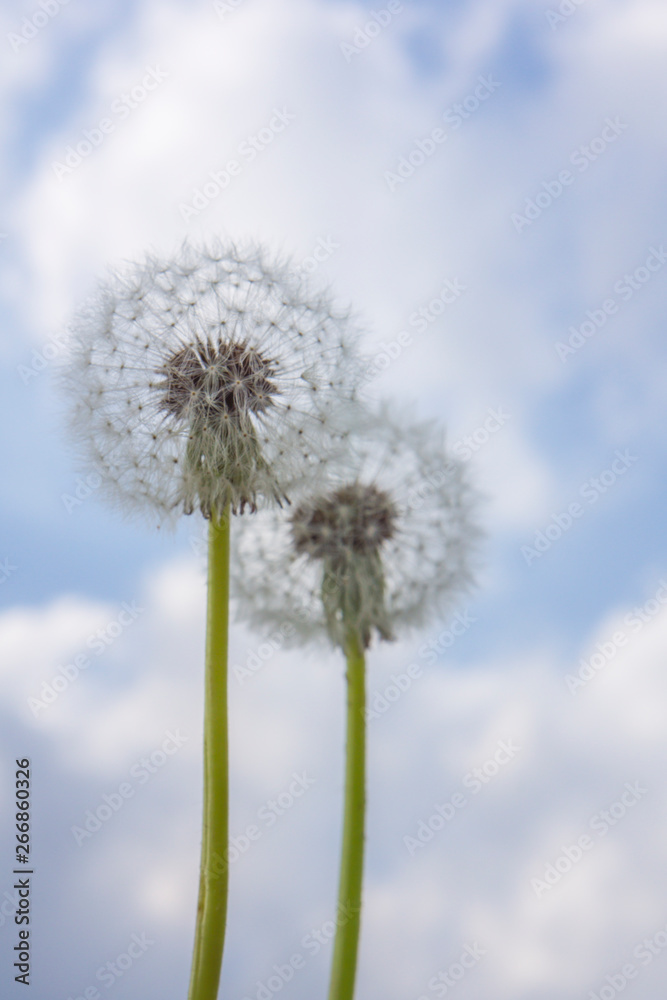 dandelion075