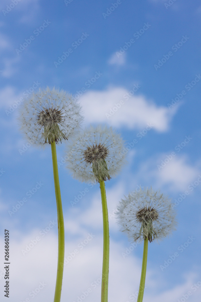 dandelion079