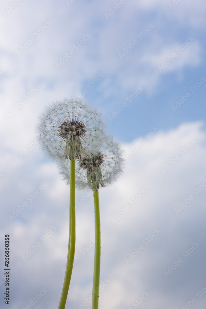 dandelion076