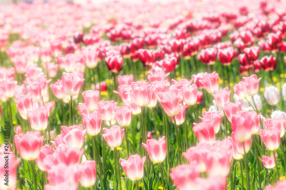 Elegant and noble tulips Elegant and noble tulips