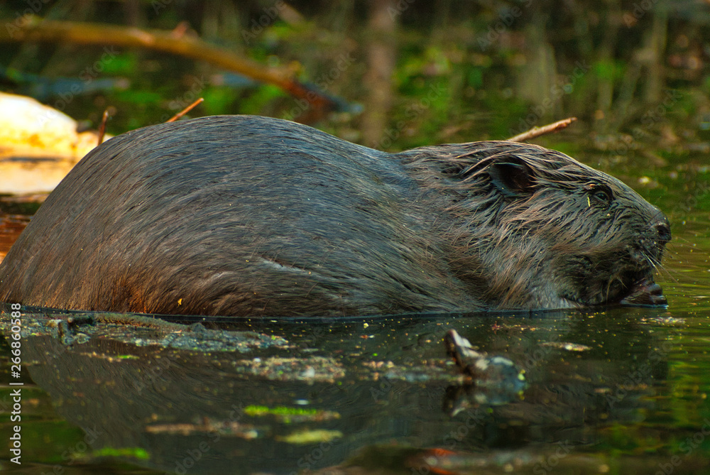 The European beaver (Castor fiber) eats a branch sitting in the water The European beaver (Castor fiber) eats a branch sitting in the water