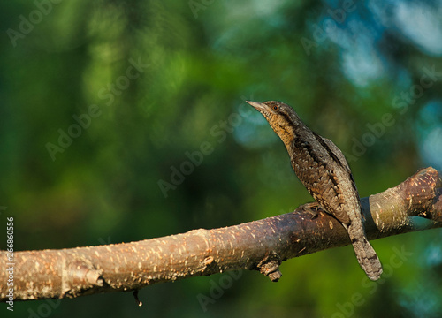 The Eurasian wryneck (Jynx torquilla) is sitting on a tree branch on a sunny morning