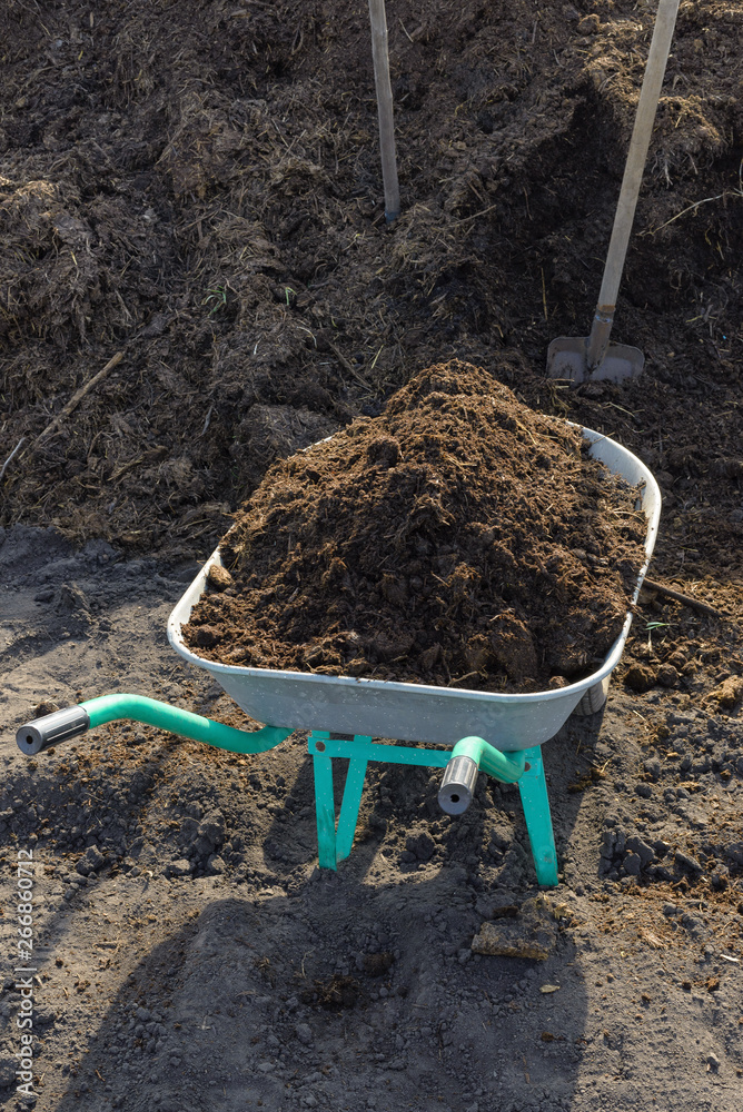 Garden metal trolley with humus and a large pile of humus. The best ecological natural fertilizer for young seedlings Garden metal trolley with humus and a large pile of humus. The best ecological natural fertilizer for young seedlings