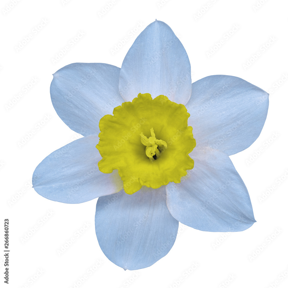 flower yellow white narcissus,  isolated on a white  background with clipping path. Close-up. Nature.