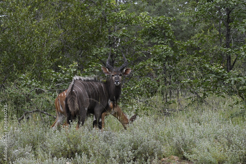 Nyala Nyala