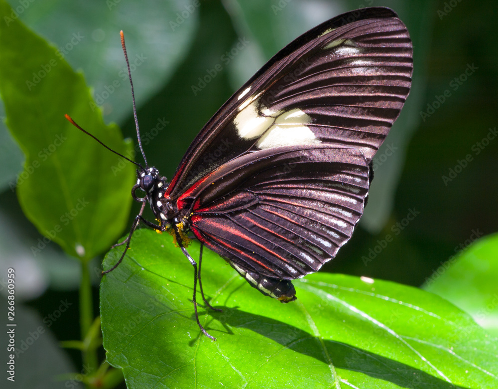 Obraz premium Schmetterling