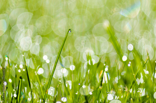 grass with dew water drops 