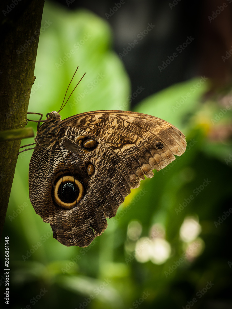 Fototapeta premium Schmetterling