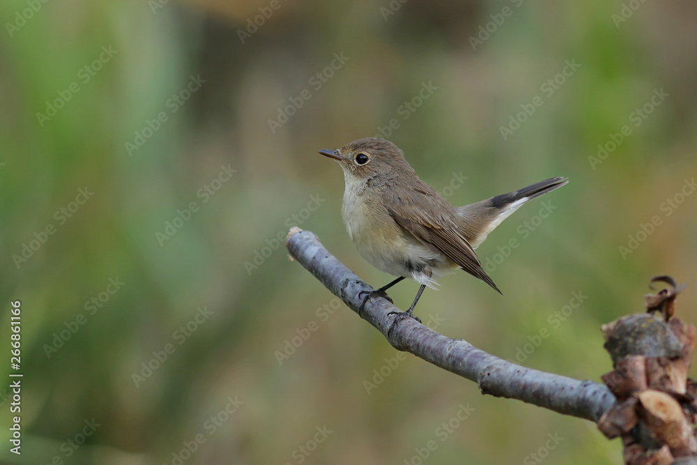 sparrow on a branch sparrow on a branch