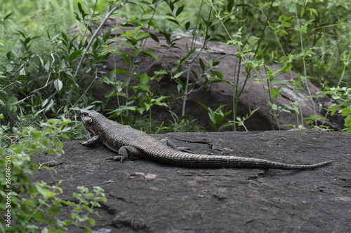 Gros l  zard d Afrique du sud 