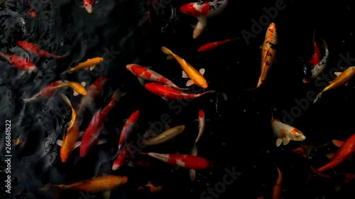 Koi fish swimming in a water garden,fancy carp fish,koi fishes,Koi Fish swim in pond.Isolate background is black.Fancy Carp or Koi Fish are red,orange photo